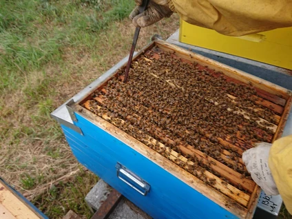 Auf der Entdeckung eines Bienenstocks: die Welt der Bienen an einem Tag 0